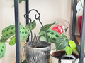Plant trellis, support, Dog theme ver.2