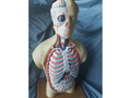 Human Torso Anatomy Model