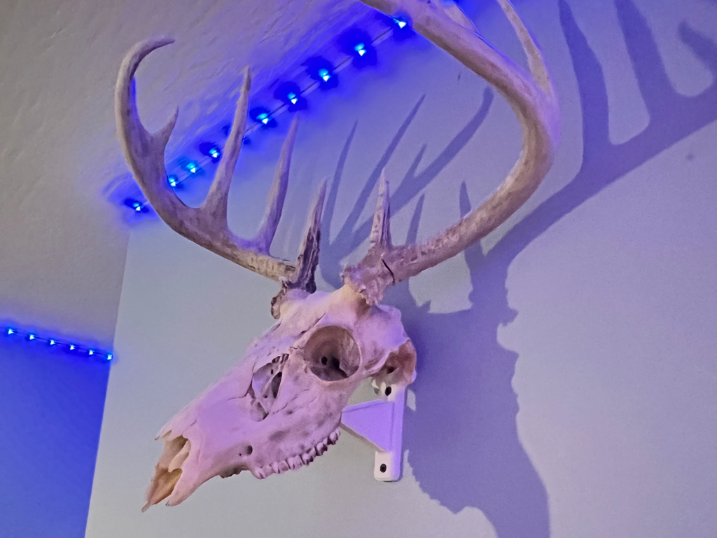 Deer Skull Mount