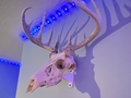 Deer Skull Mount