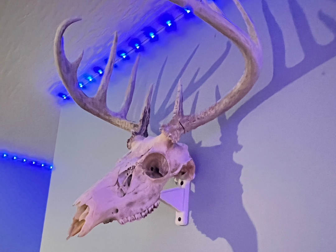 Deer Skull Mount