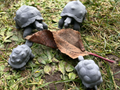 Land turtle