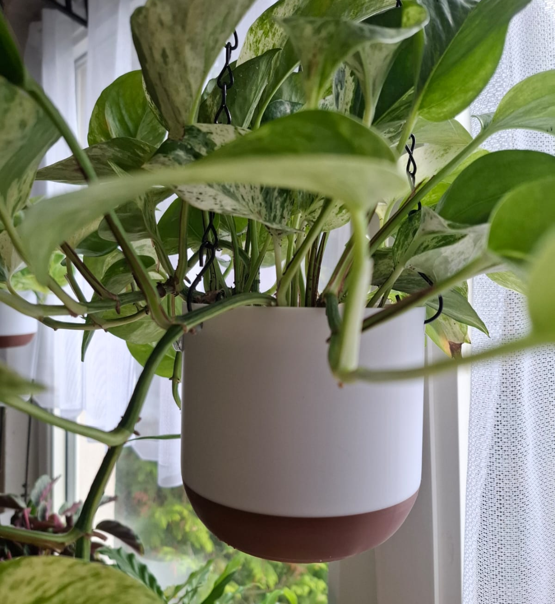 Hanging Planter
