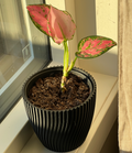 Parametric ribbed flower pot