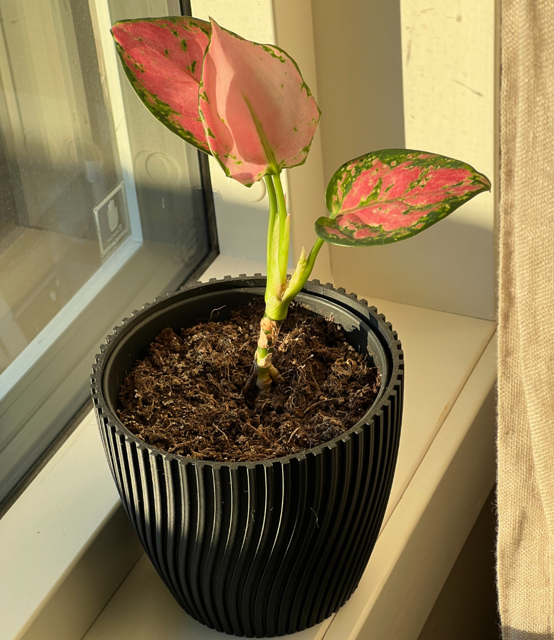 Parametric ribbed flower pot