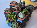 SUCCULENT PALNT POT