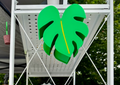 Monstera Hanging Planter
