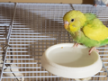 Anti-Tip Bird Water Bowl (Open-Area)