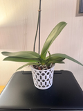 Decorative Orchid Pot