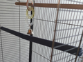 Branche pour cage à oiseau Zolux