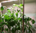 AUK 1 Indoor Garden - Plant Light Rod Extender