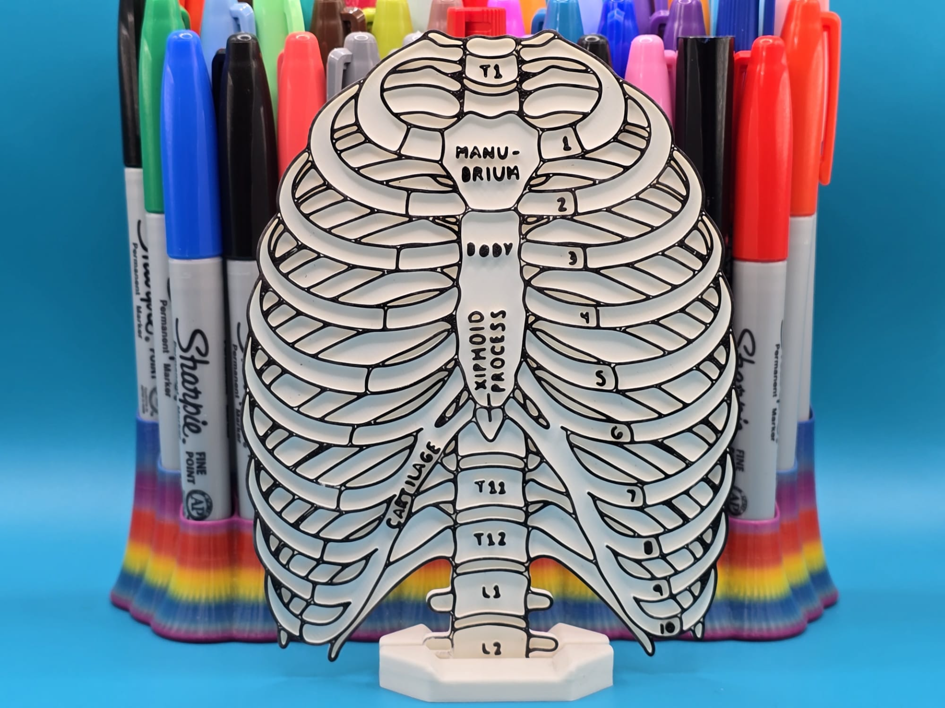 Ribcage Torse Anatomy Coloring Craft Education