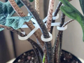 Flower hook (plant support)