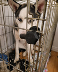 Dog crate secure lock