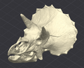 Triceratops Skull