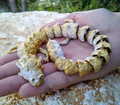 Articulated baby dragon