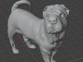 Shar Pei Dog