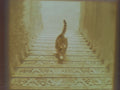 Cat on Stairs Illusion Lithophane