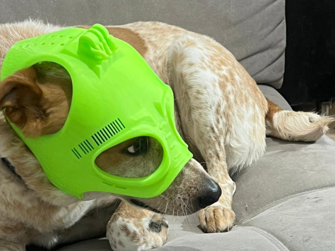 Dog Helmet gopro k9