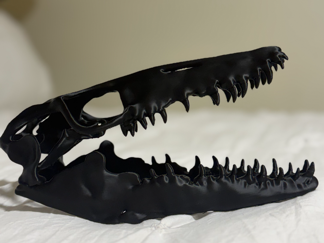 Mosasaurus Skull