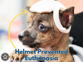 Dog Helmet - Getting Adoption Family a 3D Printer