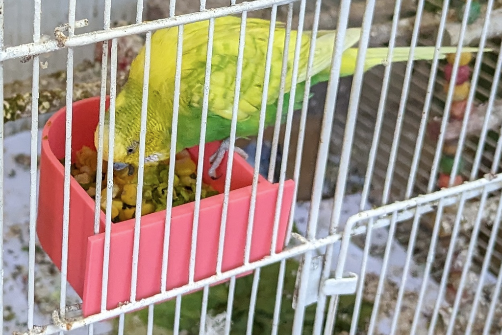Round bird feeder for cage