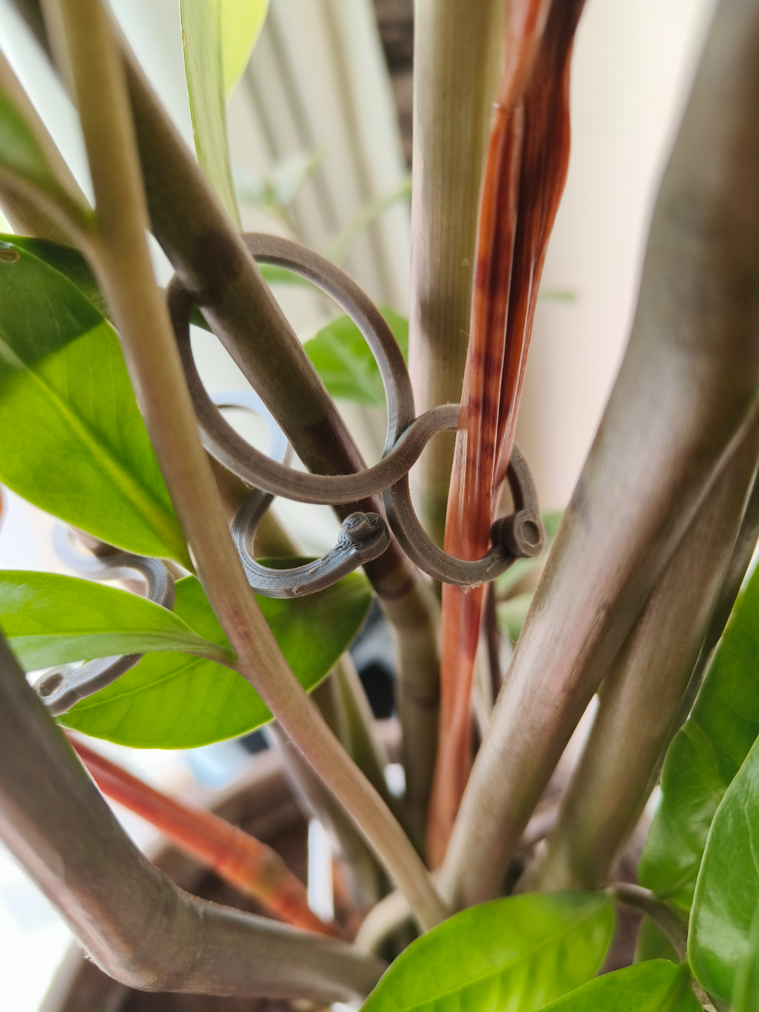 clips fixation