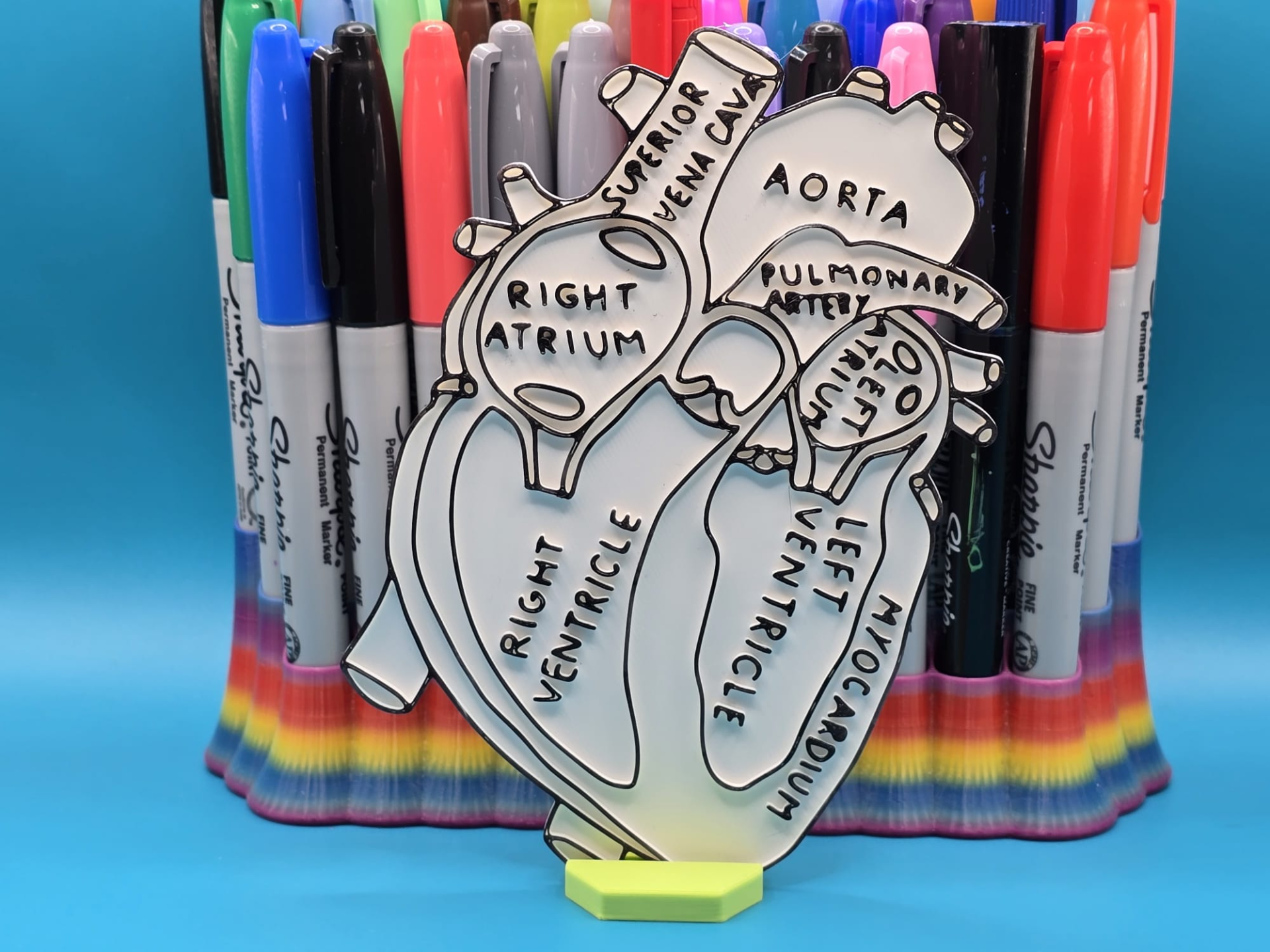 Anatomy Heart Coloring Craft Education