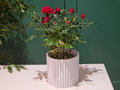 Simple Plant Pot