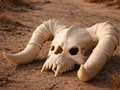 Death Claw Skull