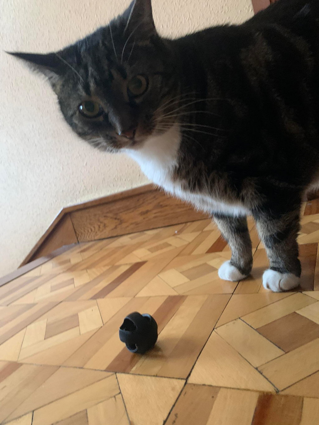 Pet Toy ball for Cats, Rats, and Ferrets