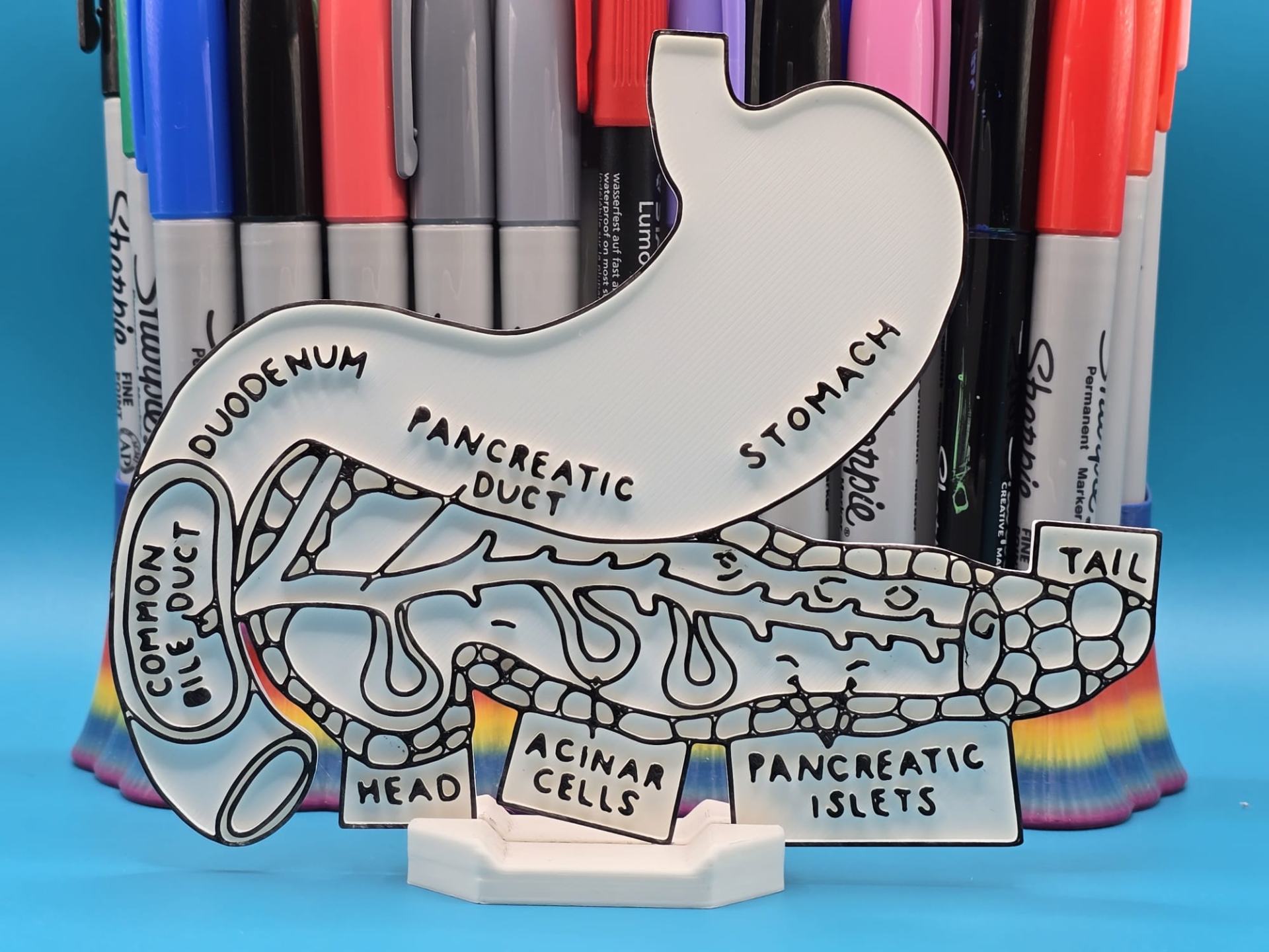 Pancreas Anatomy Coloring Craft Education