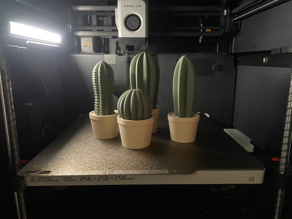 cactus in pots