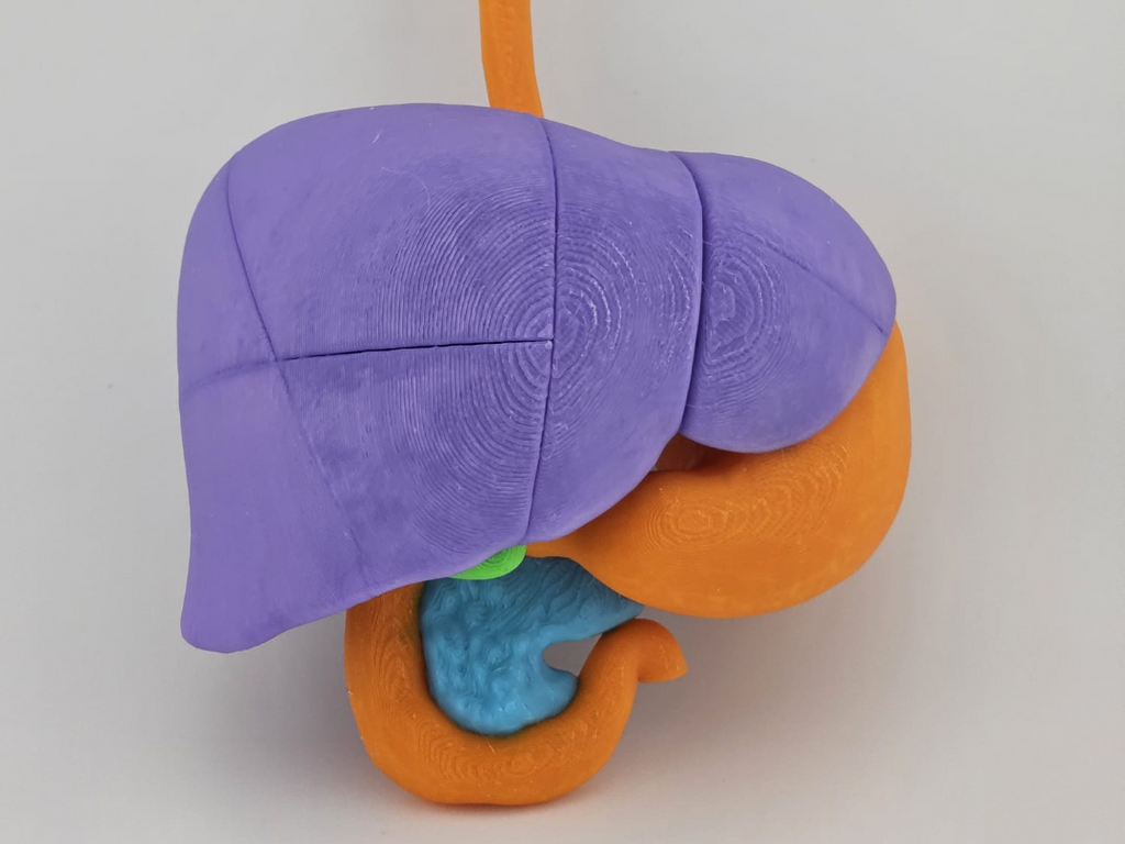 4-Color Anatomy: Upper Gastrointestinal Tract