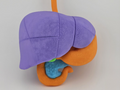 4-Color Anatomy: Upper Gastrointestinal Tract