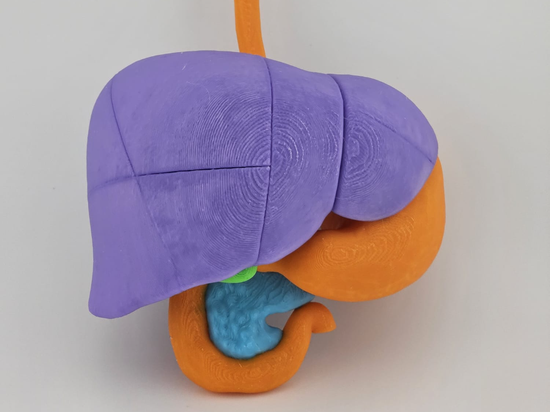 4-Color Anatomy: Upper Gastrointestinal Tract