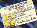 Spongebob Driver Licence