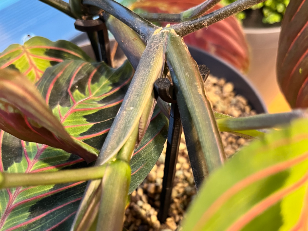 Plant support