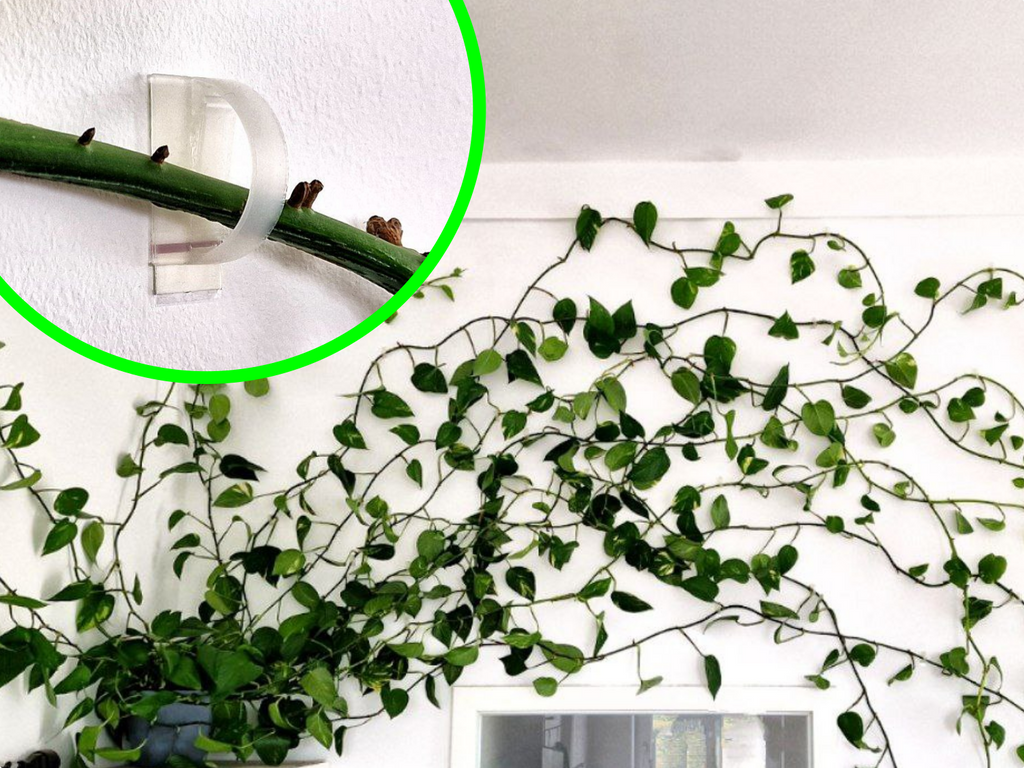 Plant Clip Wallmount |Powerstrips Doublesided Tape