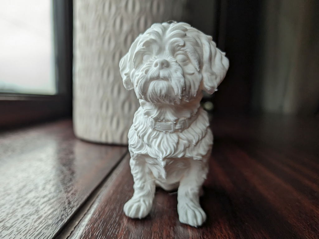 Shih Tzu Dog