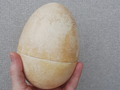 Dinosaur egg