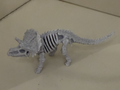 Triceratops Skeleton