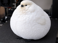 FAT Bird
