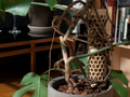 Sturdy moss pole (parametric)