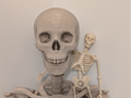 Articulated Skeleton