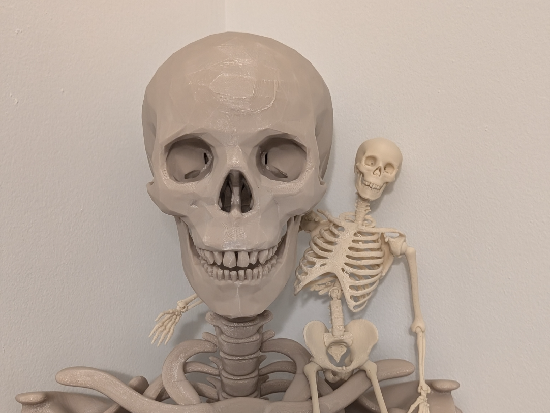Articulated Skeleton