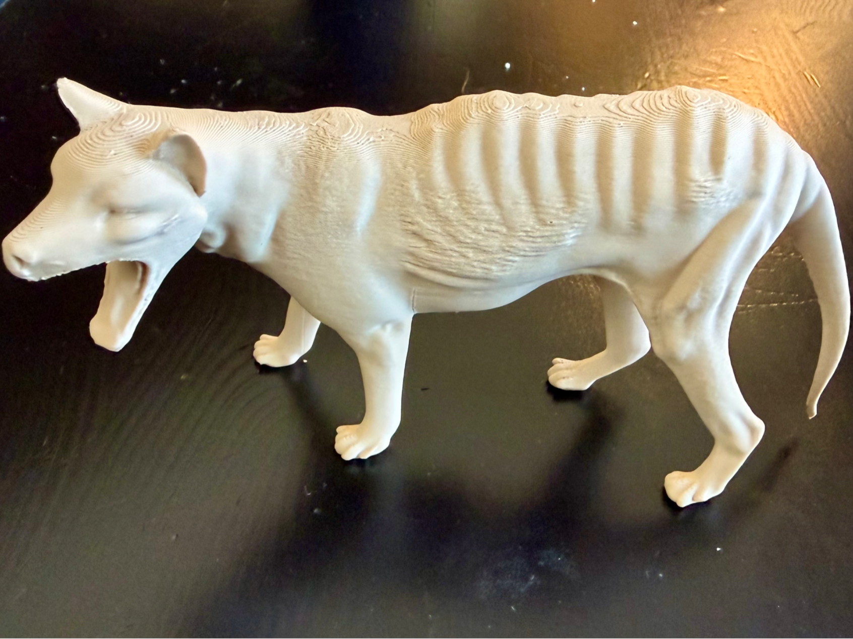 Tasmanian Tiger (Tasmanian Wolf - Thylacine) Model