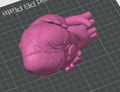 Human Heart