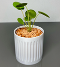 Plant Pot 80mm