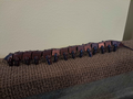 flexy Velvet worm